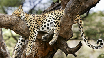 леопард спящий на дереве, дикие кошки, животные