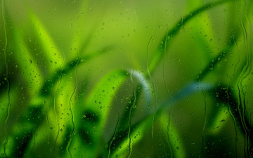 капли на стекле, дождь, трава, зеленые обои, скачать, drops on the glass rain, grass, green wallpaper download