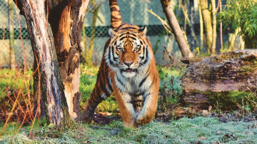 тигр в зоопарке, дикие животные, большие кошки