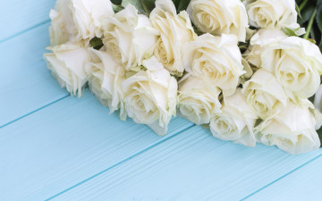 white roses, bouquet, flowers, buds, blue background, белые розы, букет, цветы, бутоны, голубой фон