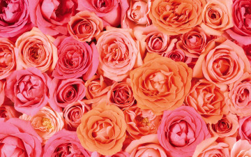 розы, цветы, розовые, обои для рабочего стола, roses, flowers, wallpaper