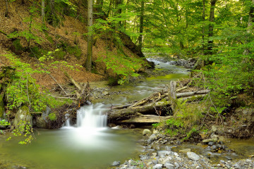 Фото бесплатно зеленые листья, лето, река, водопад