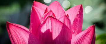 chinese lotus, розовый цветок, китайский лотос, обои 3440х1440