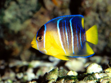 желто-синяя рыбка, дно моря, глубина, красивые обои, скачать, yellow-blue fish, sea bottom, depth, beautiful wallpaper download