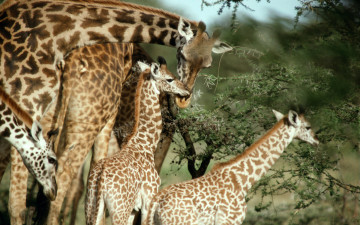 Жирафы взрослые и детеныши, дикая природа, животные, растения, Giraffes adults and cubs, wildlife, animals, plants