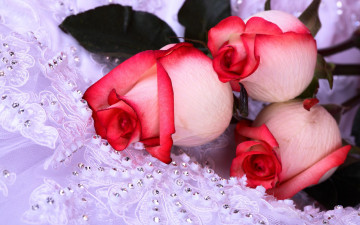 красно-белые розы, букет, цветы, свадьба, платье, невеста, Red and white roses, bouquet, flowers, wedding, dress, bride