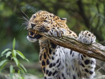 Обои леопард, животное на телефон высокого качества, леопард грызет ветку