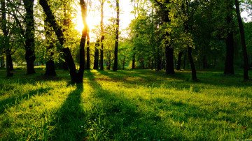 широколистный и смешанный лес, осень, газон,природа, лучи солнца