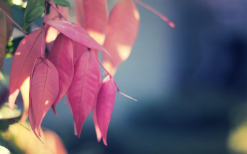 Фото бесплатно розовые листья, древесина, фон