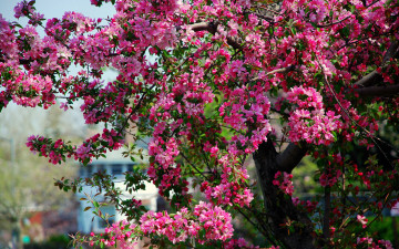 розовый цветущий куст, весна, яркие красивые обои хорошего качества, Pink flowering bush, spring, bright beautiful wallpaper of good quality