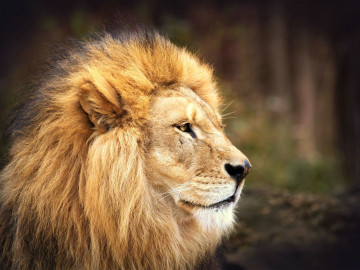 Фото бесплатно лев, король, вид в профиль