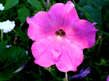 розовая петуния, садовый цветок, pink petunia, garden flower