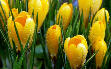 желтые крокусы, весенние цветы, капли росы, красивые обои, पीले क्रोकस, वसंत फूल, ओस बूंदें, सुंदर वॉलपेपर
