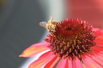 Фото бесплатно обои пчела, опыление, цветок