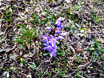 весна, макро, цветок, голубой, подснежник, пролесок, первые цветы, трава, земля