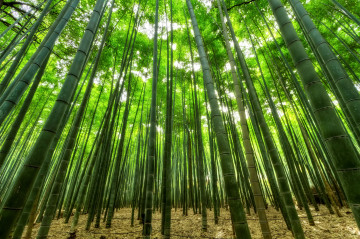 бамбуковый лес, деревья, зелень, природа