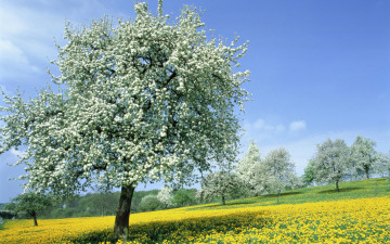 весна, цветущие деревья, желтое поле, одуванчики, красивые обои, spring, flowering trees, yellow field, dandelions, beautiful wallpaper