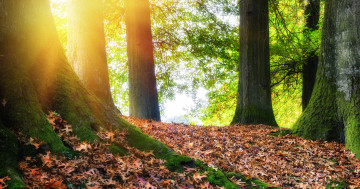 осень, лес, лучи солнца, деревья, опалые листья