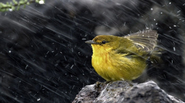 маленькая желтая птичка, ветер, дождь, обои, Little yellow bird, wind, rain, wallpaper