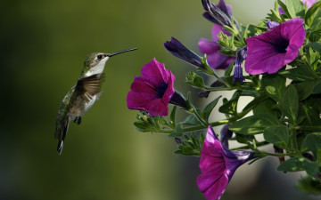 колибри, самая маленькая птица, фиолетовые цветы, красивые обои, Hummingbird, the smallest bird, purple flowers, beautiful wallpaper