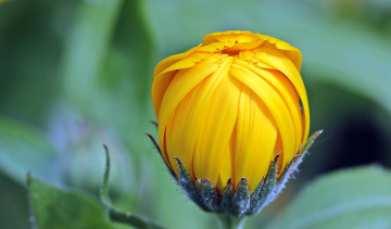 Фото бесплатно сад, натуропатия, цветущее растение, бутон, желтый цветок