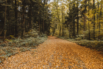 Осенняя лесная дорога, желтые листья, природа