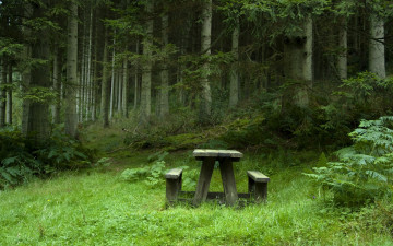 стол со скамейкам в лесу природа лето