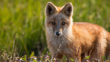 лисёнок, трава, дикое животное, щенок лисицы, рыжая, 3840х2160 4к обои