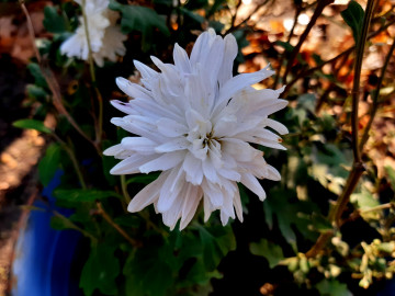4600х3450, 4К обои скачать, белая хризантема, цветок, осень