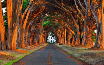дорога, арка с деревьев, лучи солнца