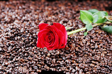 3600х2400 красная роза на зёрнах кофе