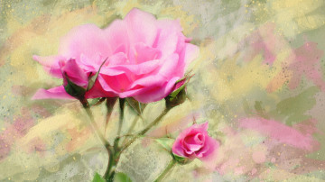 quit hd wallpaper, розовая роза, цветок, живопись, цветочная акварель
