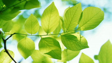 листья зеленые, весна, природа, яркие красивые обои, Leaves green, spring, nature, bright beautiful wallpaper