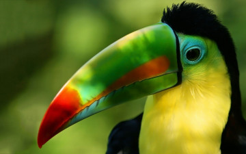 2560х1600 яркий разноцветный попугай с длинным носом - тукан