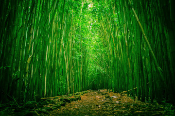 Фото бесплатно зеленый бамбук, лес, путь, природа