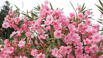 Фото бесплатно розовый, ветви, обои Кутровые, розовые цветы