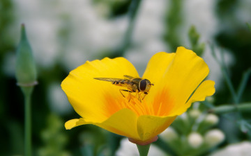 насекомое на желтом цветке макро