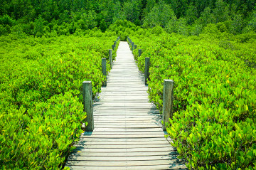 Фото бесплатно мангры, растение, зелёный, мостик, природа