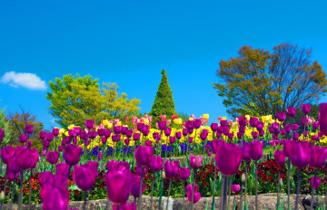 Фото бесплатно тюльпаны, цветы, весна