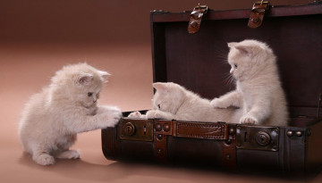 Фото бесплатно белые котята в чемодане, три котенка, домашние животные, игривые