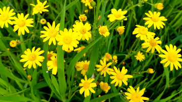 желтые полевые весенние цветы 4К обои  скачать