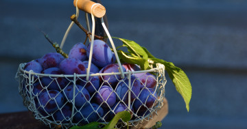 сливы в корзине, фрукты, урожай, осень, еда, продукт