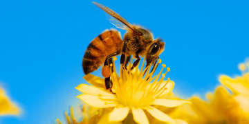 макро, пчела, липа, желтый цветок, нектар, голубое небо