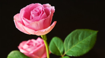 Фото бесплатно листья, обои розовая роза, черный фон