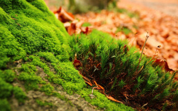 Фото бесплатно мох, растения, размытие, макро