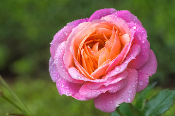 Фото бесплатно цветы, капли дождя, капли воды, розовая роза