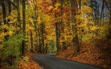 осенний пейзаж, дорога в лес, желтые листья, деревья, природа, обои, Autumn landscape, road to the forest, yellow leaves, trees, nature, wallpaper