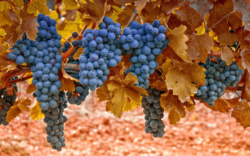 синий виноград, гроздья, осень, листья, урожай, blue grapes, bunches, autumn, leaves, harvest