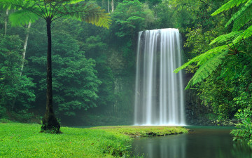 Фото бесплатно лес, водопад в лесу, водопад, трава, пейзаж, красота, тропический лес
