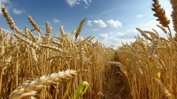 природа, поле, пшеница, колосья, зерновые, злаки, урожай, жнива, голубое небо, лето